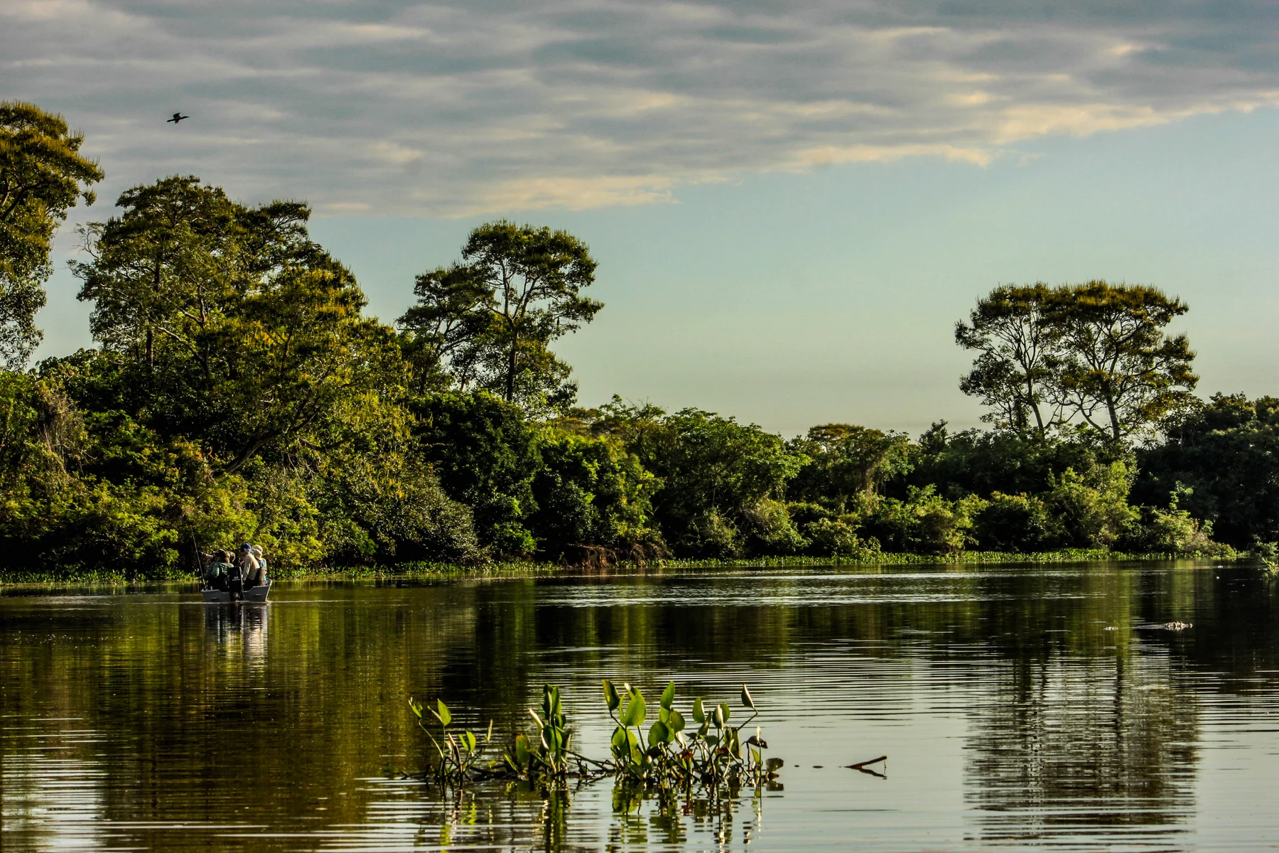 Rio e vegetação do Pantanal
